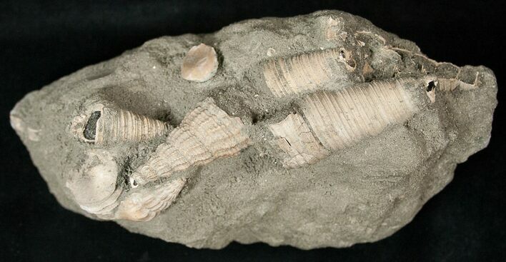 Multiple Species of Cretaceous Gastropods - Tennesee #17047